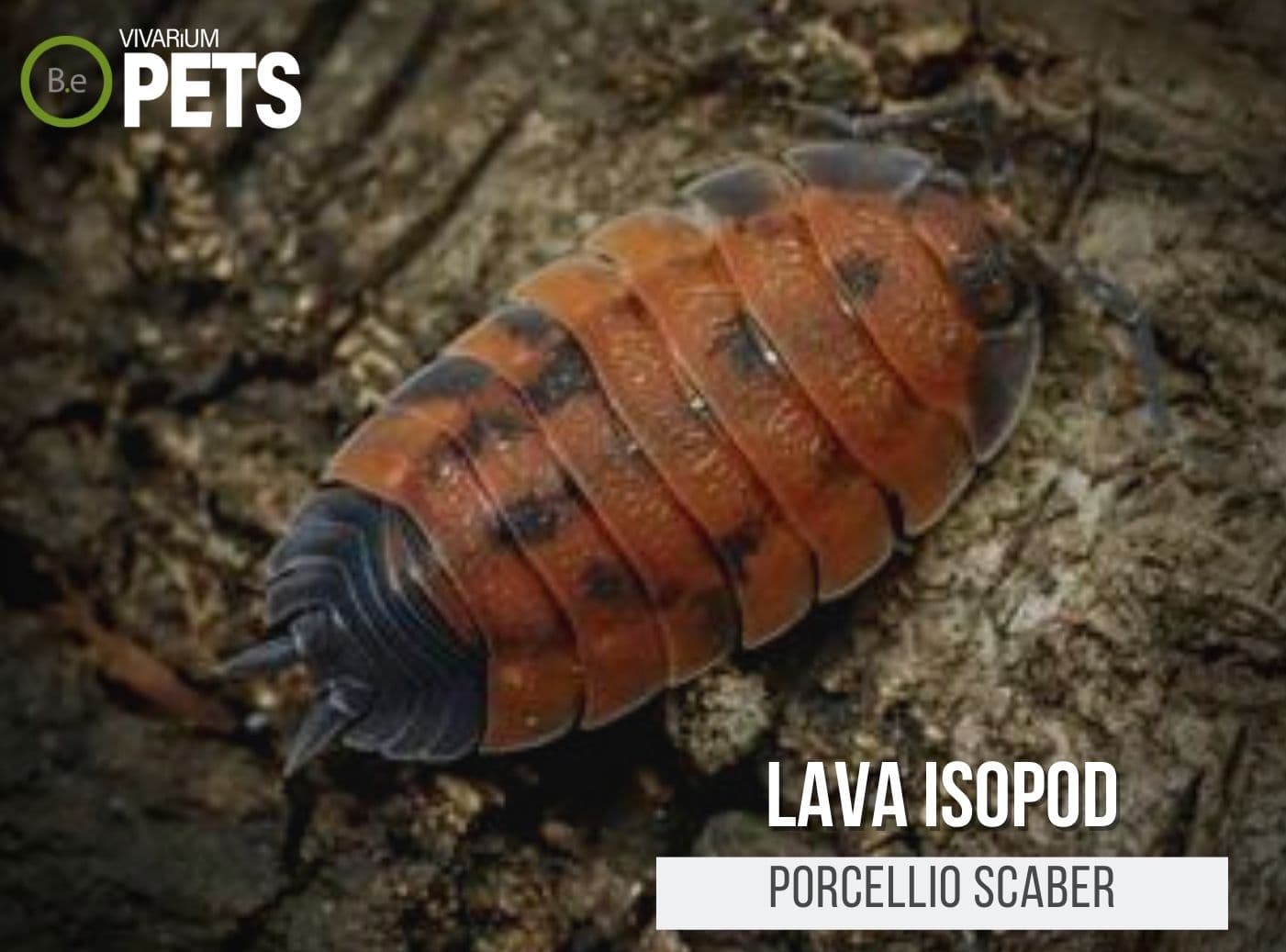 Porcellio Scaber