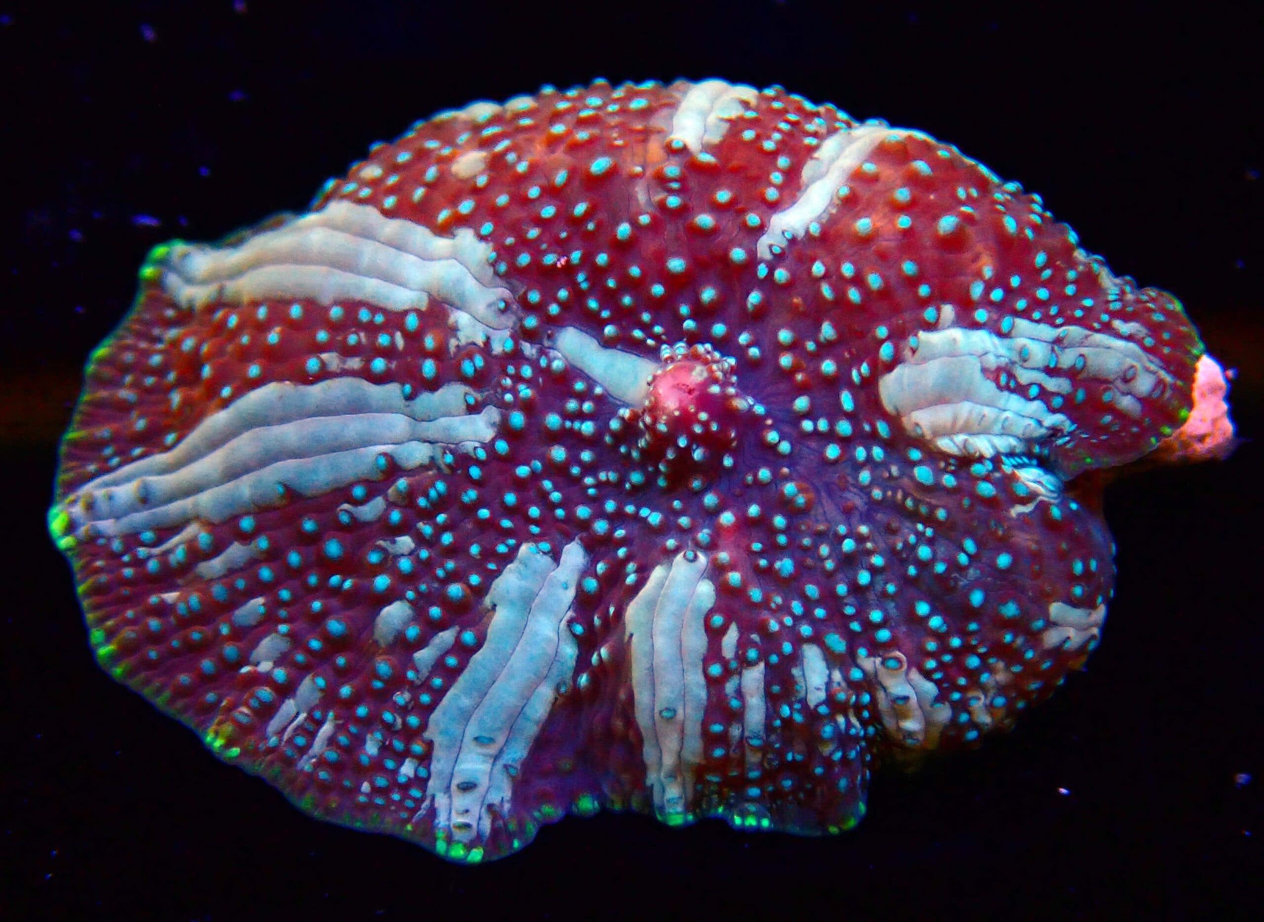 Blue Discosoma Mushroom Coral
