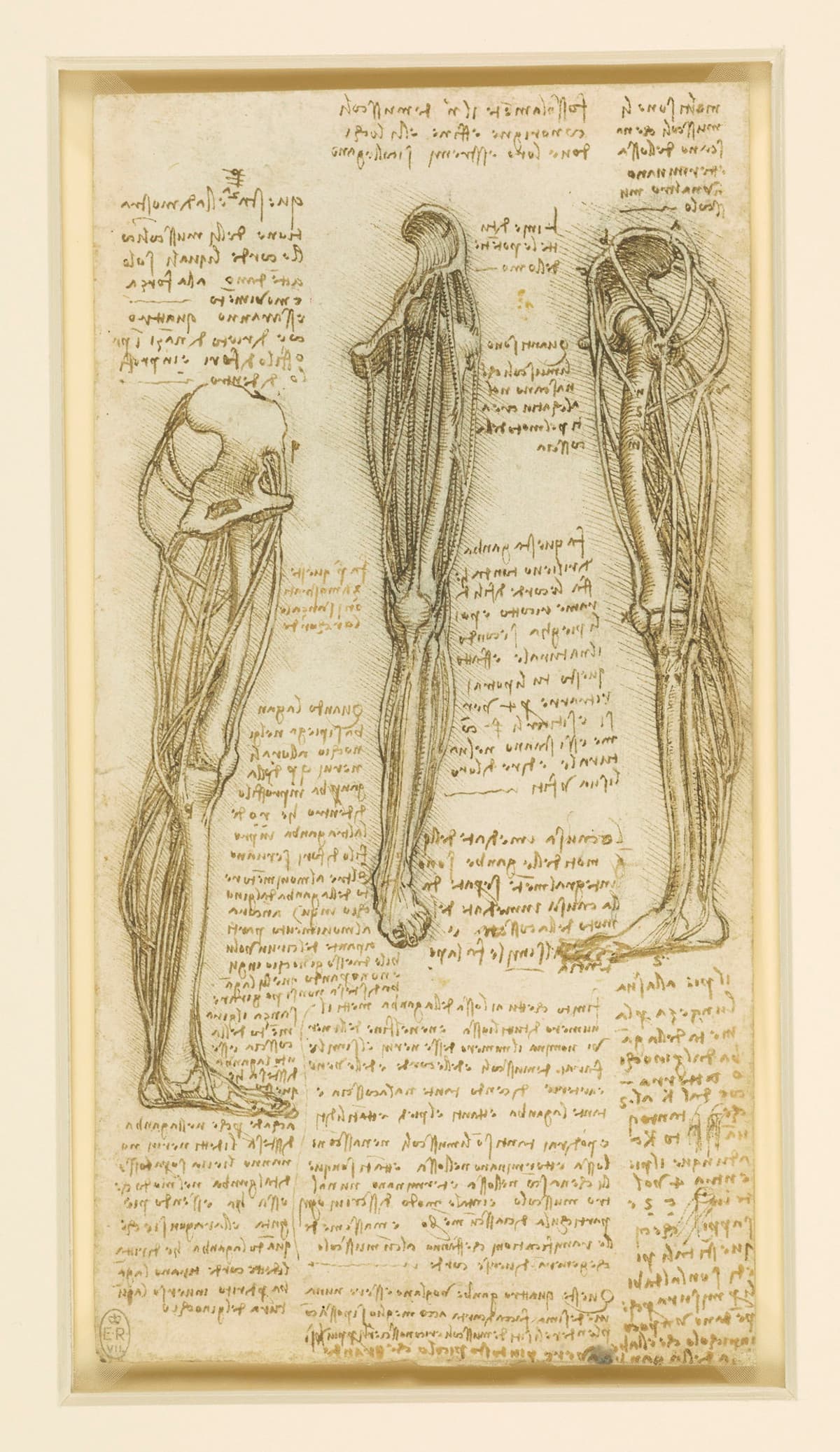 Leonardo Da Vinci Anatomy