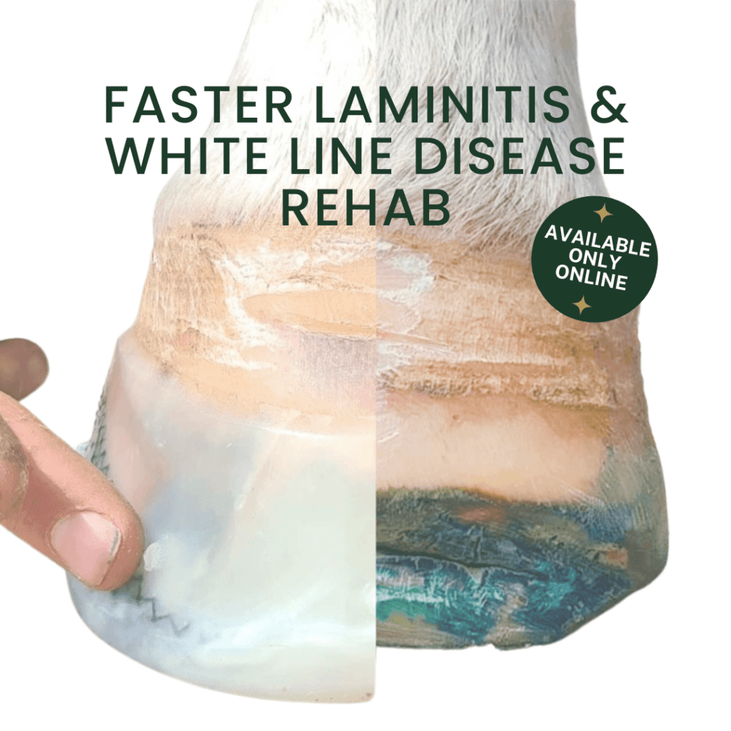 Laminitis In Horses - Non-Invasive, Supportive Treatment