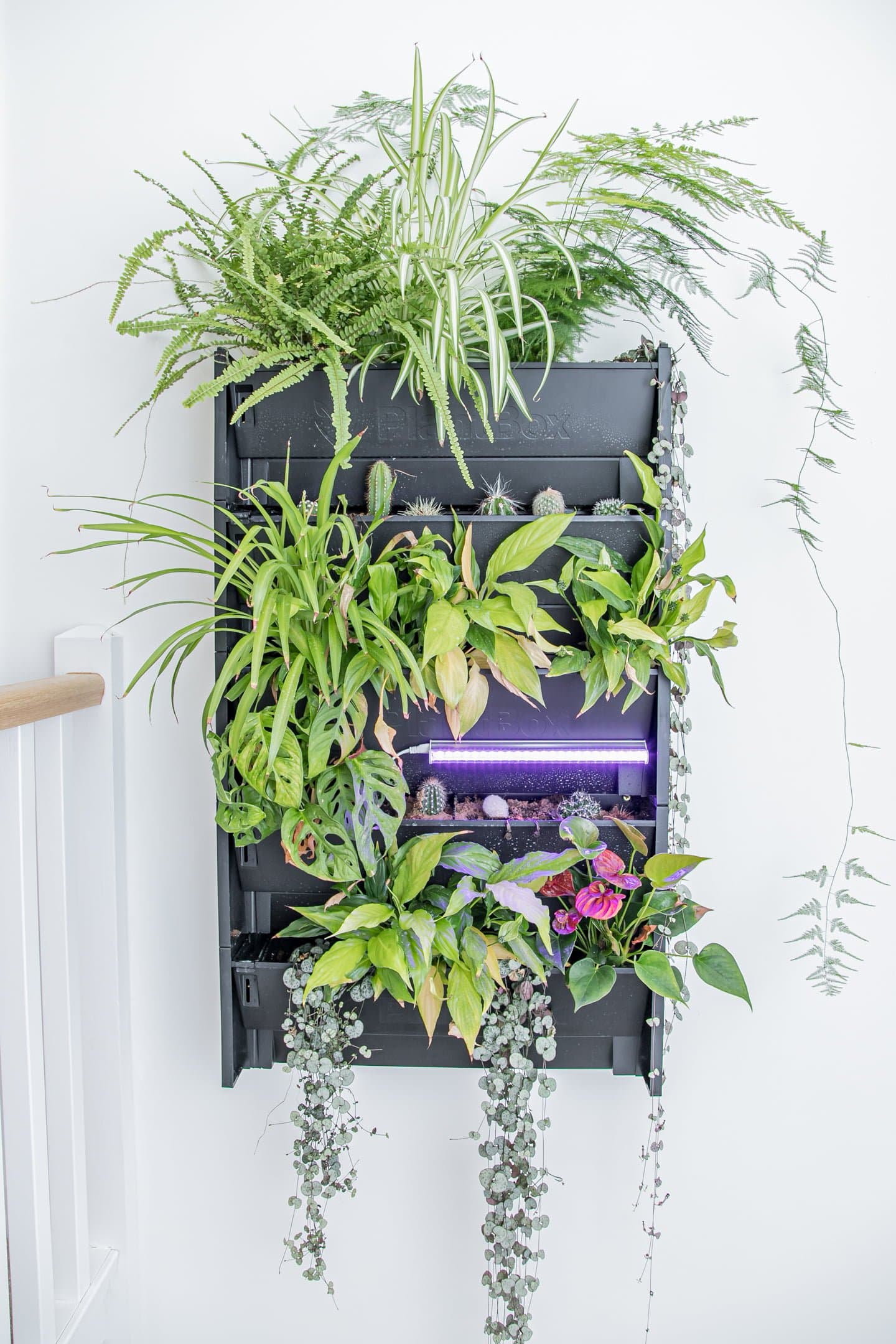 Living Walls and Vertical Gardens - Gaia Energy