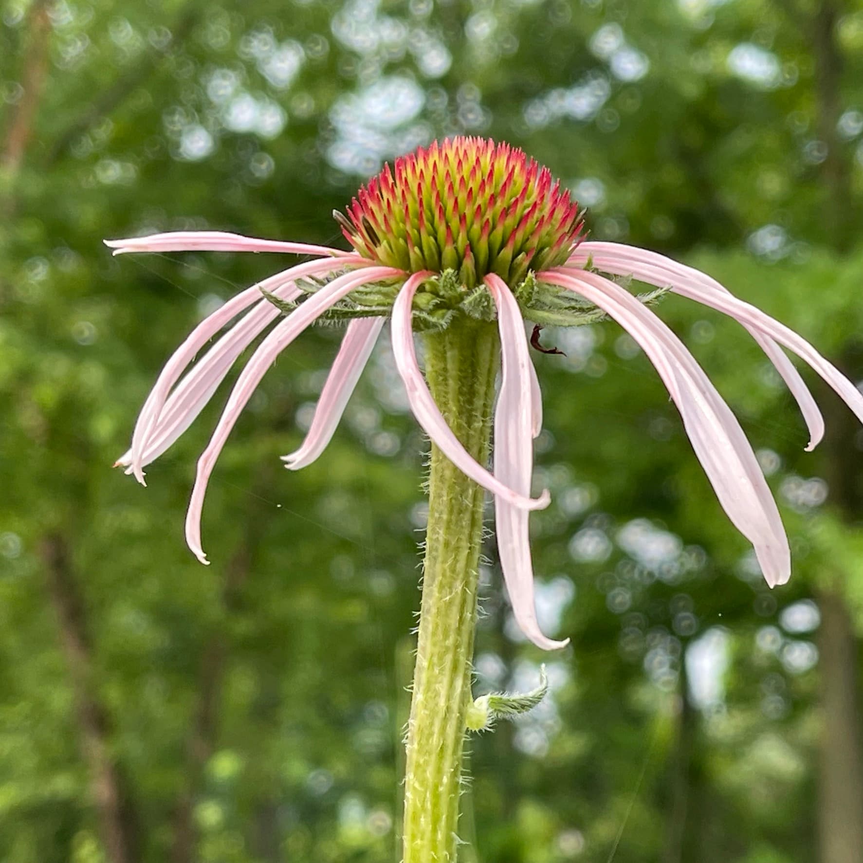 Echinacea pallida – Gino's Nursery