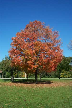 Maple Large - Pruning, Winter Care and Fertilizing - Hawks Landscape, Inc.