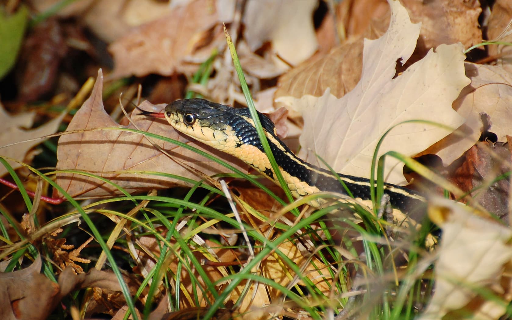 Suzanne Britton Nature Photography: Garter Snake