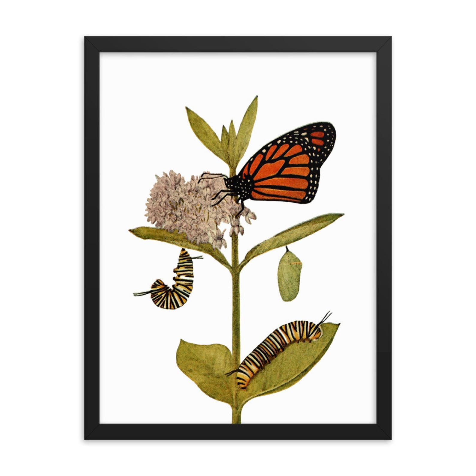 Monarch Butterfly Framed Picture Wall Art Botanical Print | Etsy