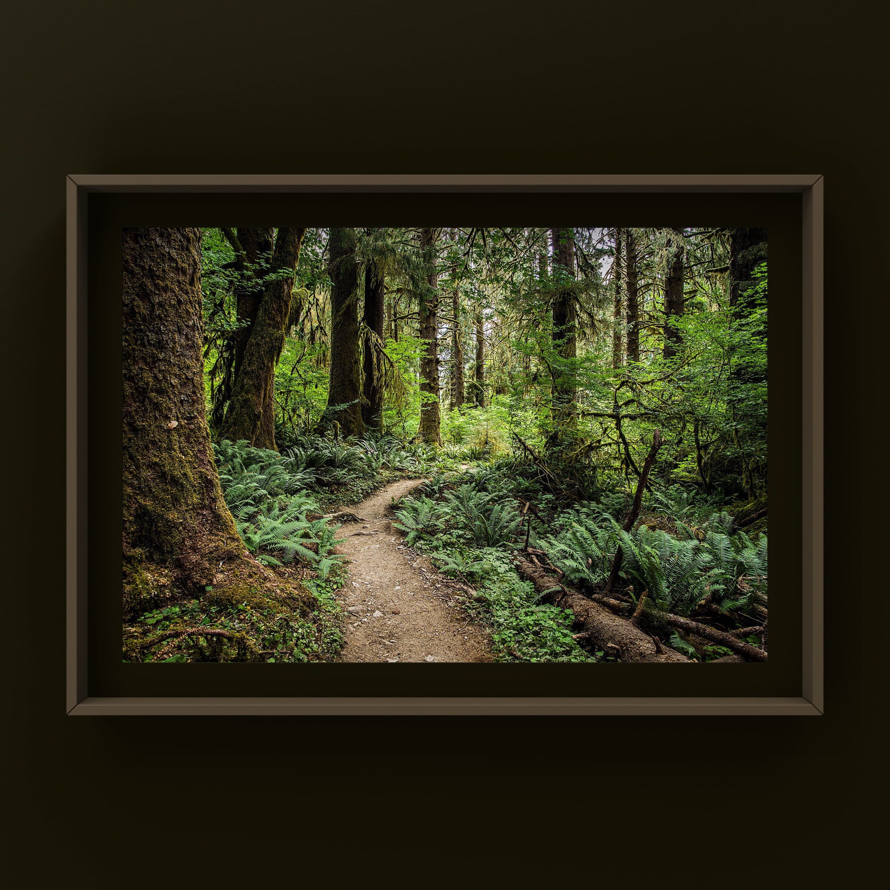 Giclée Fine Art Landscape Photography Print, Hoh Rainforest, Olympic ...