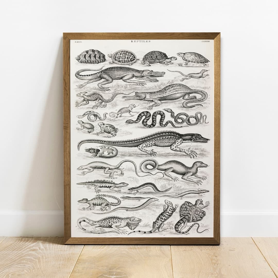 Reptile Collection Print, Antique Animal Painting, Vintage Drawing ...
