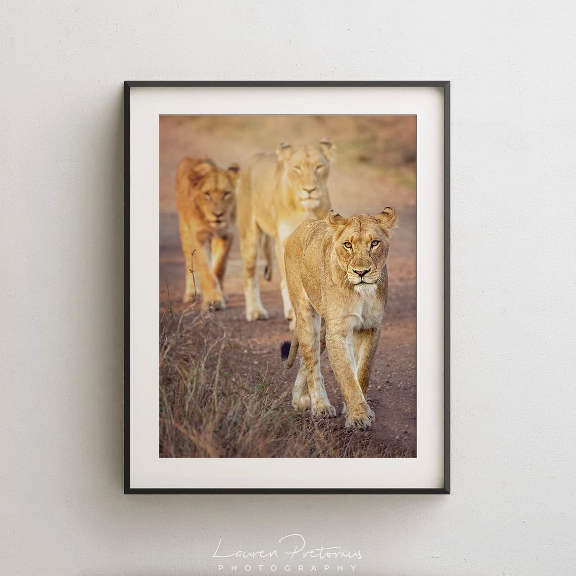 Lion Pride Wildlife Photography Animal Photo Print Nature - Etsy