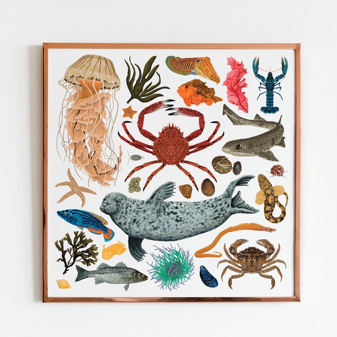 Marine Life Print, Natural History, Marine Biology, Coastal Wall Art ...