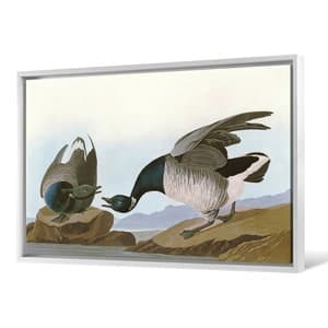 John James Audubon, Brant Goose,the Birds of America,canvas Print ...