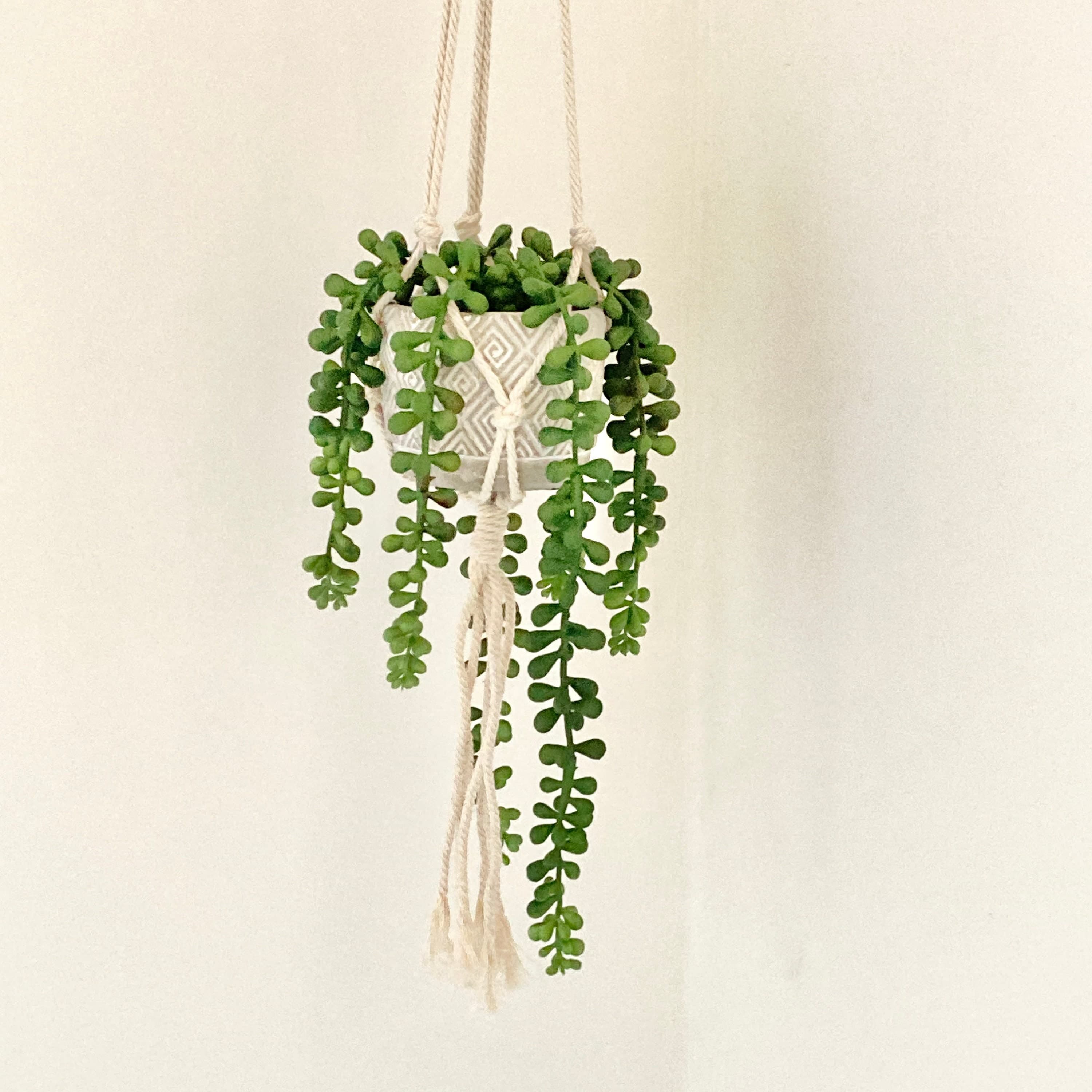 Hanging Artificial Trailing String of Pearls House Plant-faux | Etsy