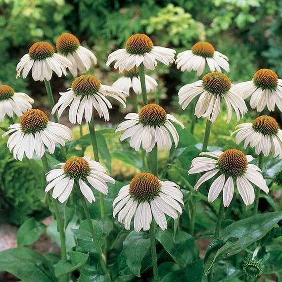 White Swan Coneflower Seeds, Echinacea Purpurea Alba, Fragrant ...