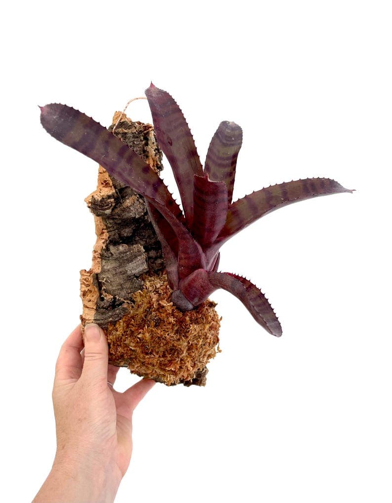 Neoregelia 'grove's Red Tiger' ~ Mounted Bromeliad ~ Cork Mount ...