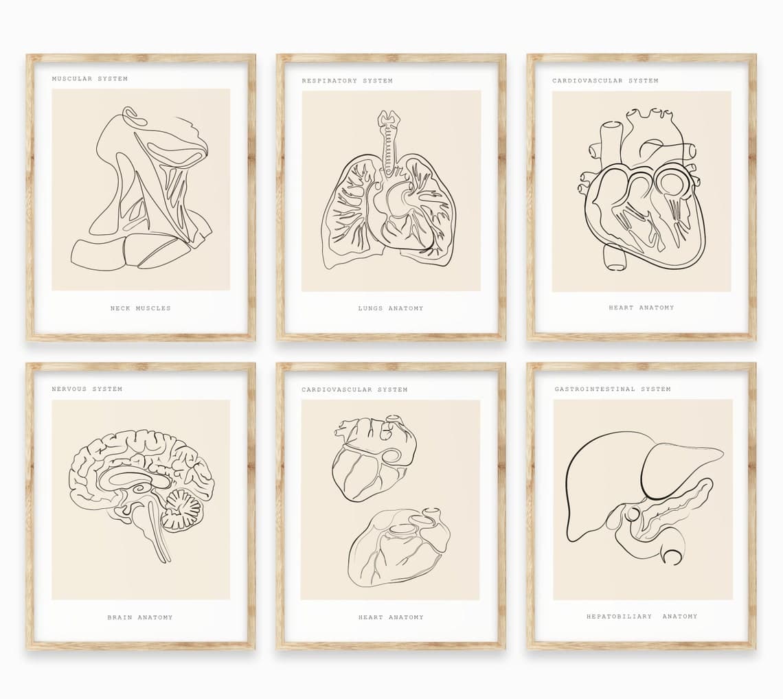 Human Anatomy Art Anatomy Wall Art Bundle Medical Wall Art | Etsy