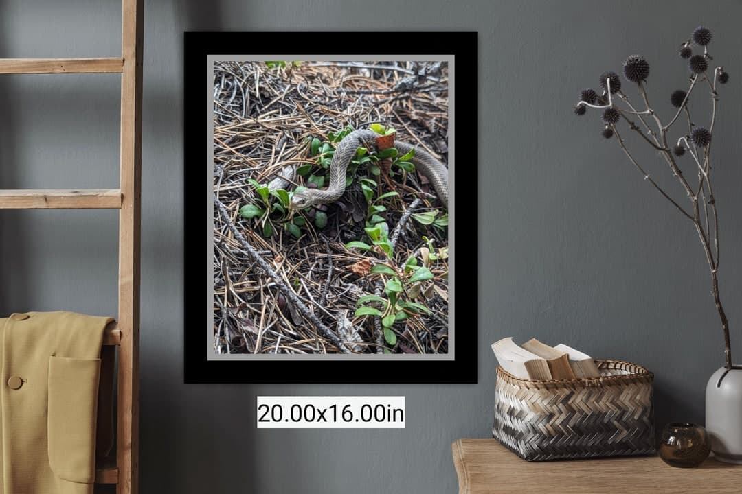 Garter Snake Wildlife Photo – Colorado Nature Print, Snake Photography ...