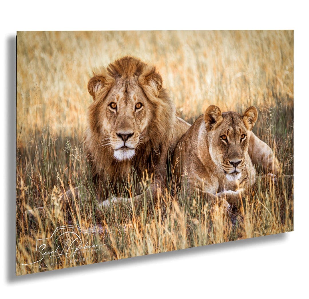 Lion Pair African Safari Wall Art, Wildlife Print Home Decor, Nature ...