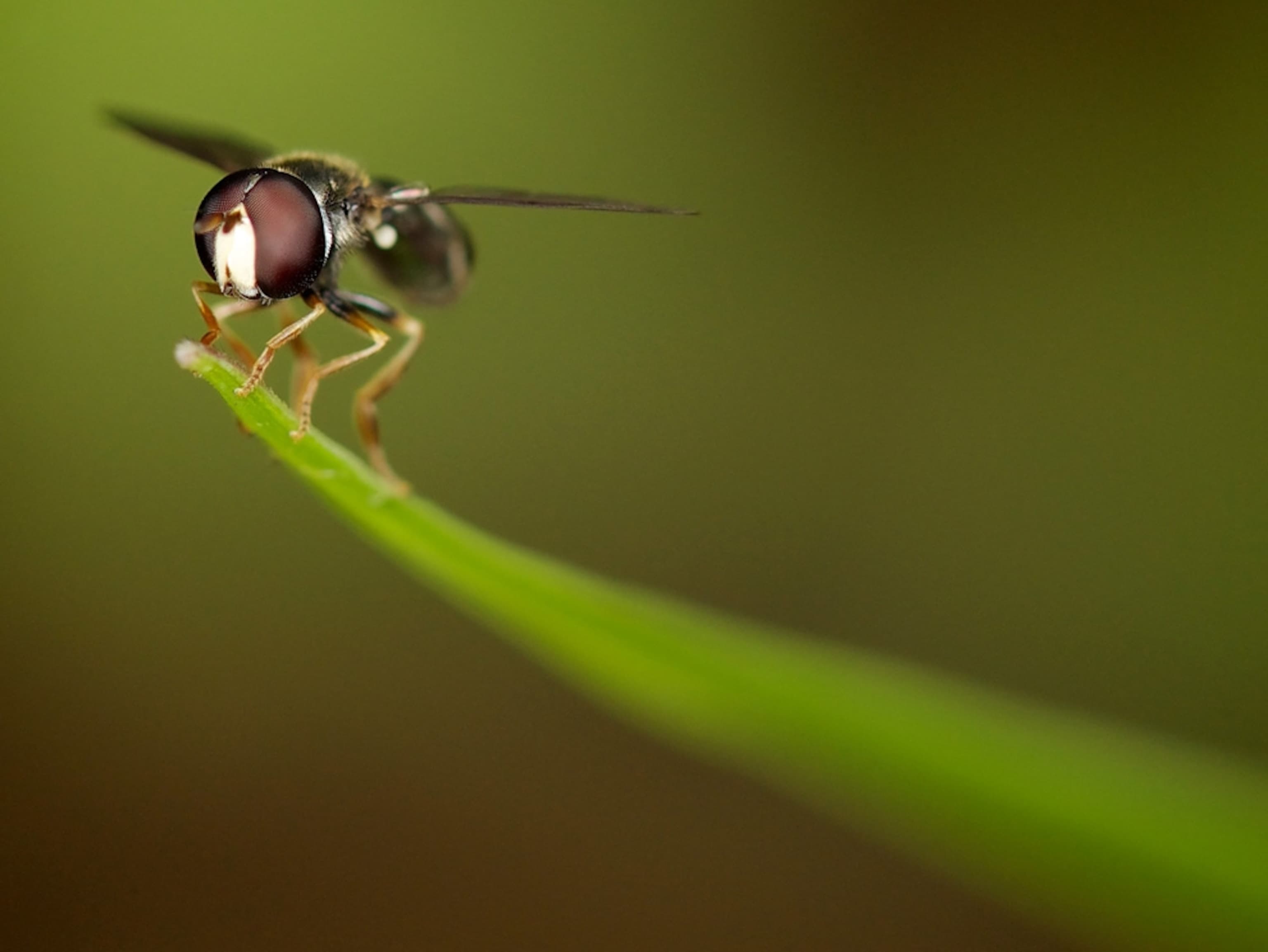 How to Take Macro Pictures -- National Geographic | National Geographic