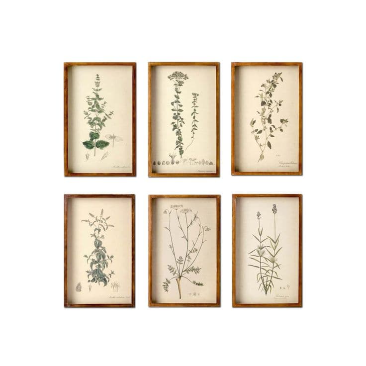Collected Vintage Botanical Framed Prints Set of 6 – Elegant Shadowbox ...
