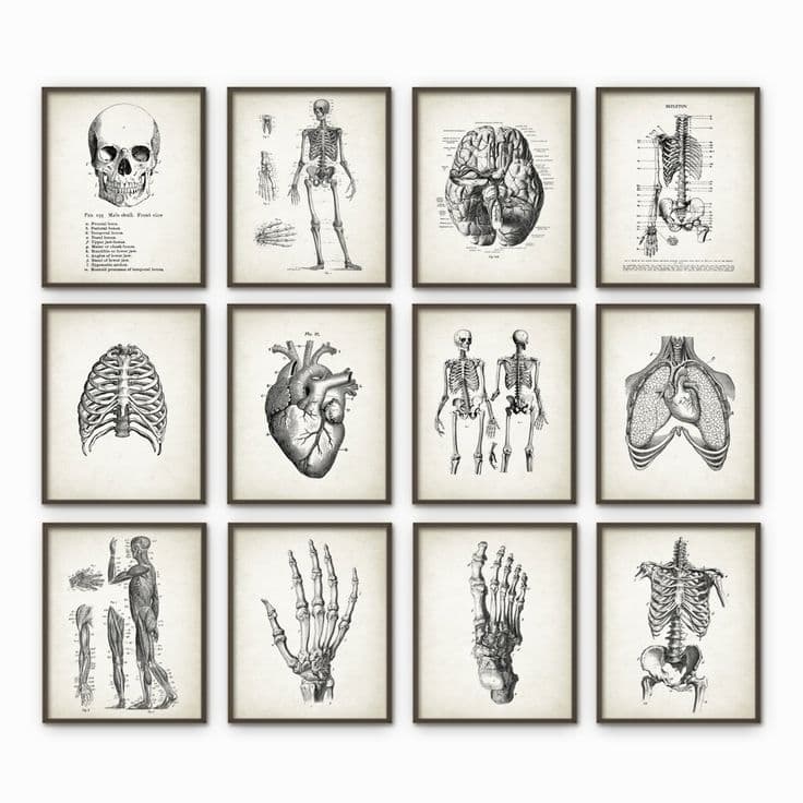 Human Anatomy Antique Art Print Set of 12 - Vintage Anatomy Home Decor ...