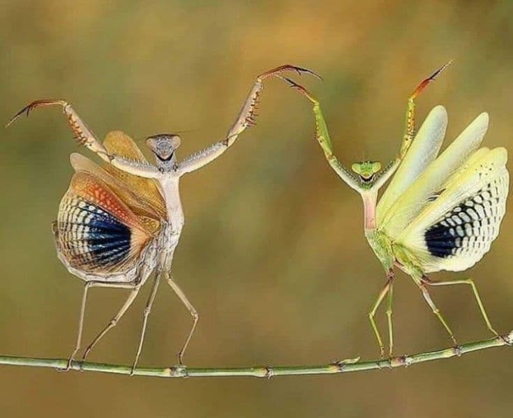 Natural photography of insects | Wildlife photography, Comedy wildlife ...