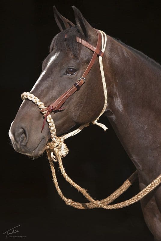 Soft 4 Plait Loping Hackamore - Dennis Moreland Tack | Horses, Horse ...