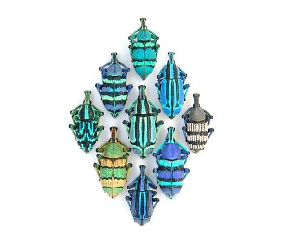Christopher Marley - Artist | Beautiful bugs, Bugs and insects, Insect art
