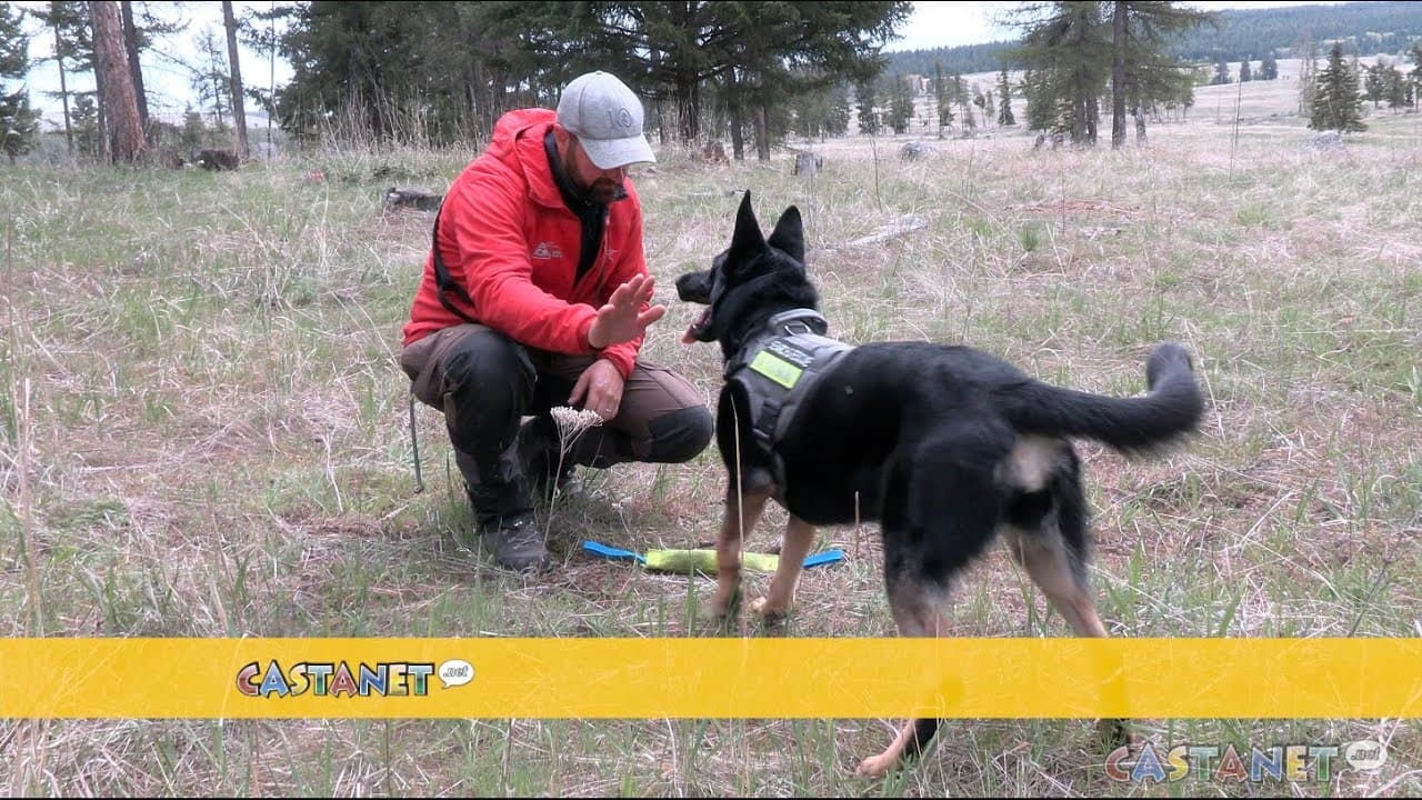 BC Search Dog Association holds K9 training camp - YouTube