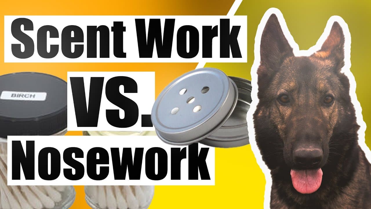 AKC Scent Work VS. NACSW K9 Nose Work (Dog Sports) - YouTube