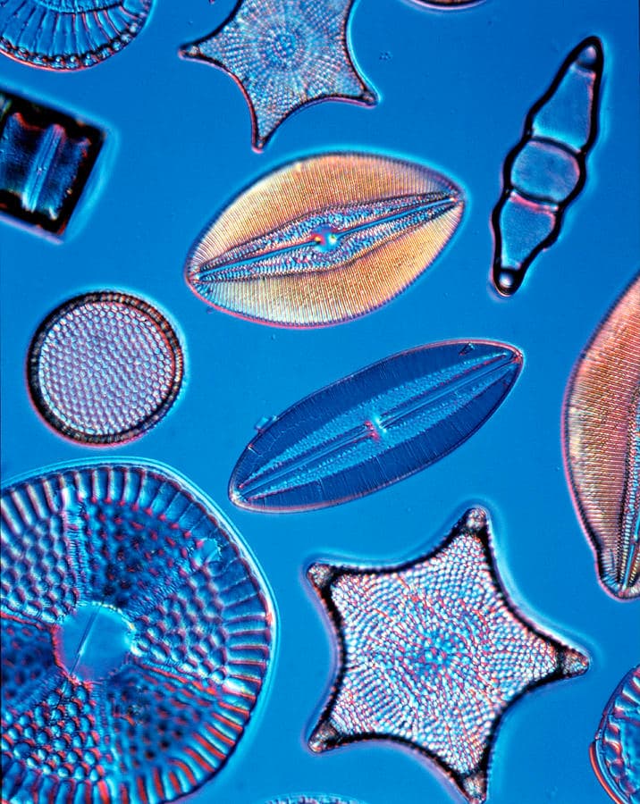 Diatoms #2 by Science Photo Library