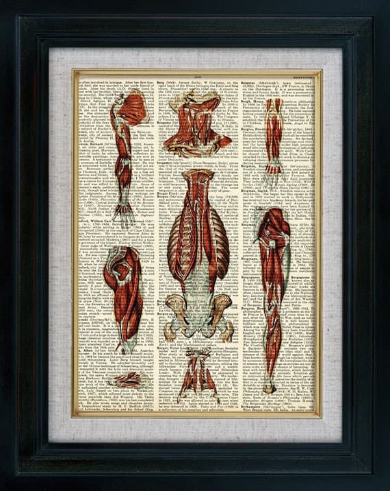 Human Anatomy 14 Vintage Illustration on Book by classicprints