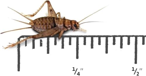 House Crickets