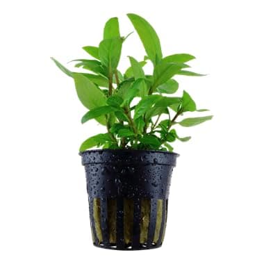 Staurogyne repens | Aquasabi - Aquascaping Shop