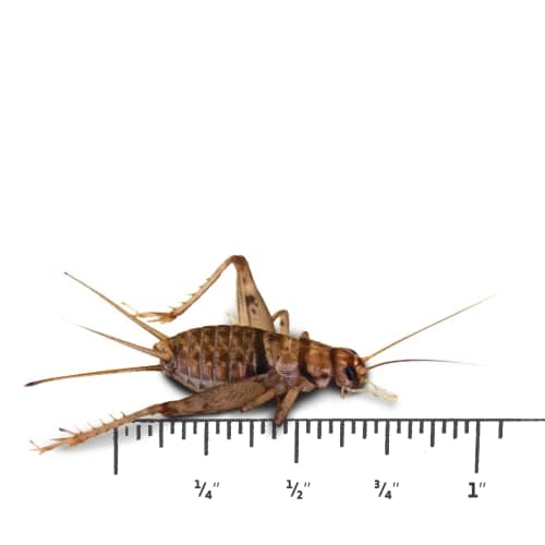 Josh's Frogs 1" Large Adult Banded Crickets (1000 Count)
