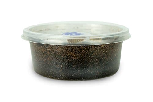 Josh s Frogs Dried Black Soldier Fly Larvae
