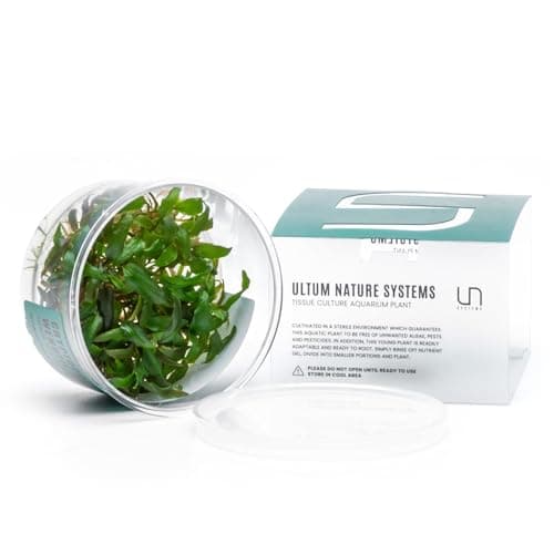 Aquarium Plants: TROPICA Cryptocoryne wendtii 'Green' 1-2-Grow! TISSUE ...
