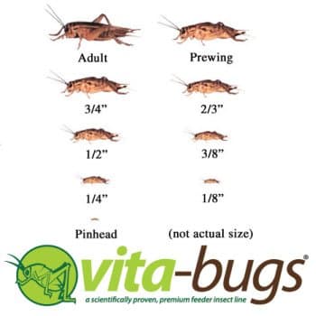 Timberline Crickets