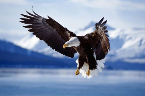 National Geographic Bald Eagle in Flight Framed Print by Thomas D. Mangelsen