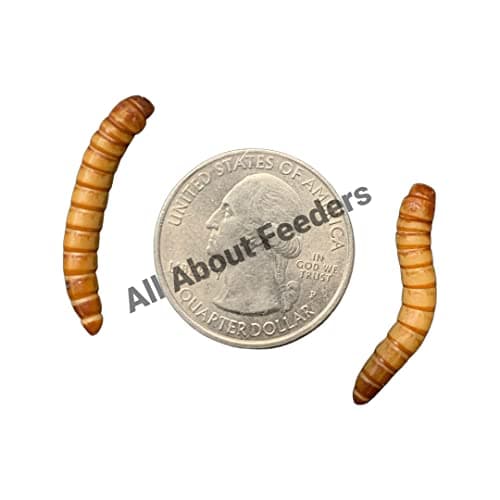 Giant Mealworms-Bulk – TimberlineFresh