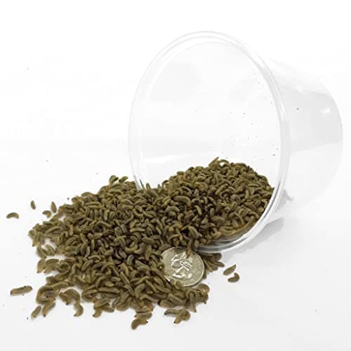 Symton Black Soldier Fly Larvae (Live)