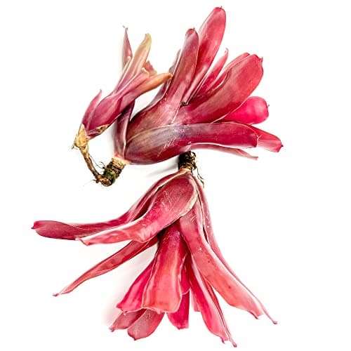 ragnaroc Live Plants - Bromeliad Neoregelia 'Fireball', Large 6" - 2ct - Live Arrival Guaranteed - House Plants for Home Decor & Gift