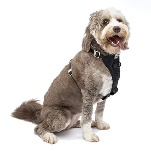 Amazon.com : Kurgo Tru-Fit Enhanced Strength Dog Harness - Certified ...