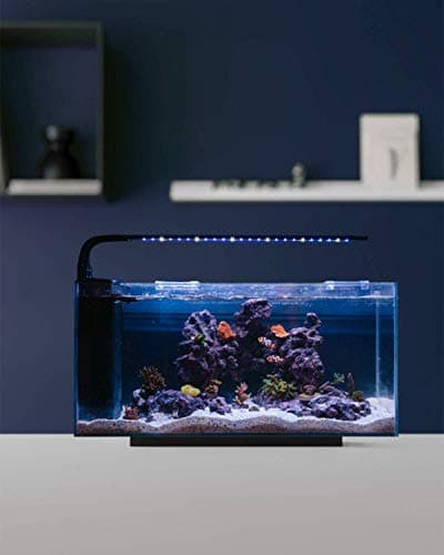 JBJ 10G Desktop Peninsula - Freshwater Glass Aquarium (RL-10-FPP ...