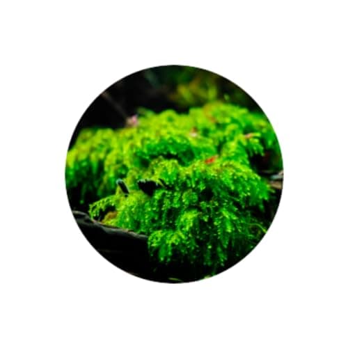 Tropica Weeping Moss (Vesicularia Ferriei) aquaticsrevolution.com