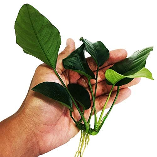 Anubias barteri var. nana - Live aquarium plant