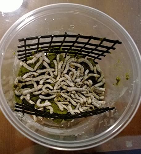 Live Silkworms + Eggs + Food