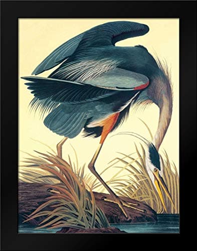 Audubon Great Blue Heron Framed Photograph by Art Wolfe