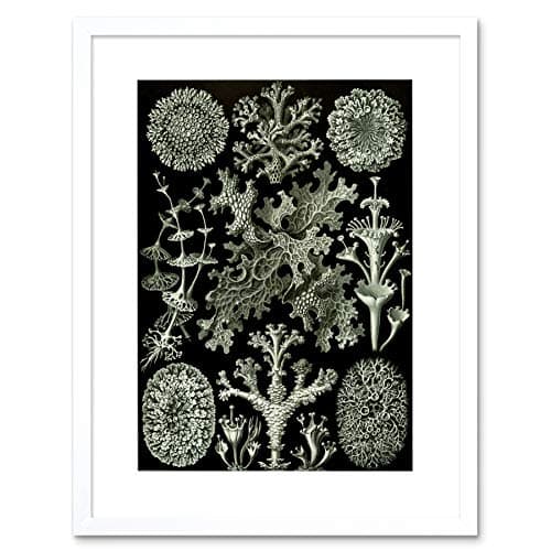 Plade 1 Circogonia Phaeodaria fra 'Kunstformen der Natur' (Kunstformer ...