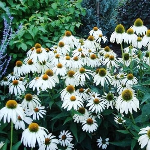 Coneflower Flower Seeds - White Swan - Perennial - 100 Seeds