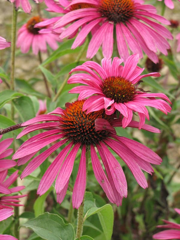 Echinacea purpurea Ruby Star