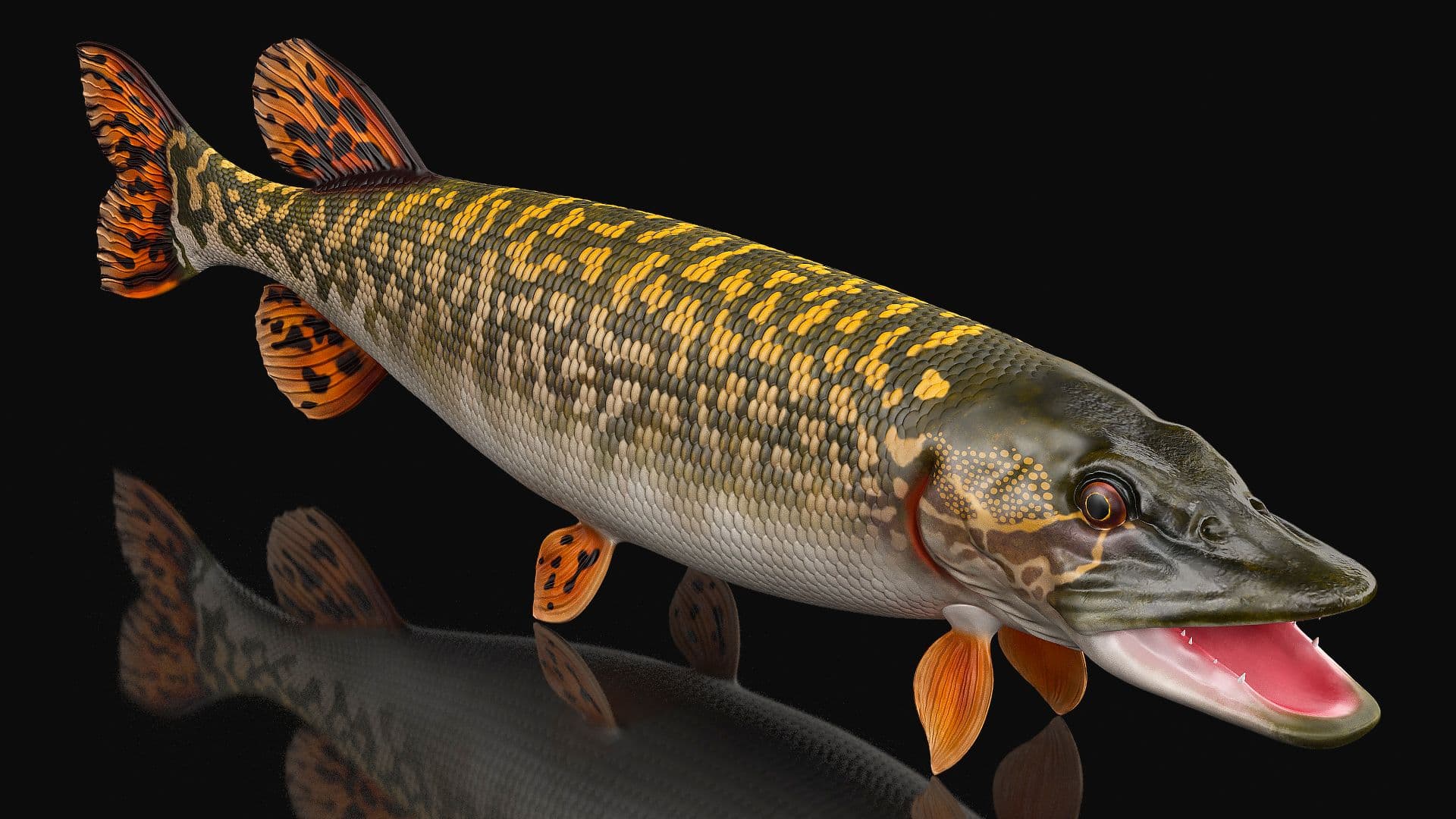 Northern Pike 3D Model $79 - .3ds .blend .c4d .fbx .max .ma .lxo .obj ...